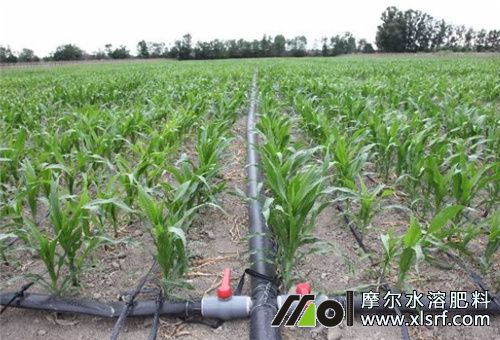 腐殖酸水溶肥用法 腐殖酸水溶肥用法