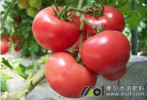 甲殼素水溶肥膨果 甲殼素水溶肥膨果