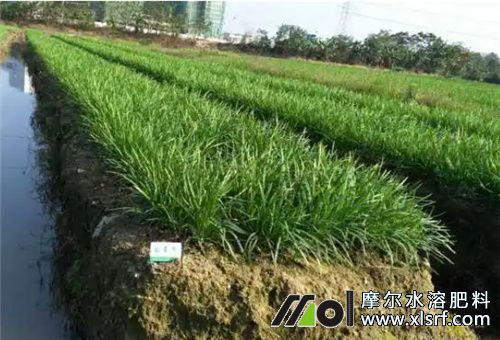 韭菜種植行株距 韭菜種植行株距