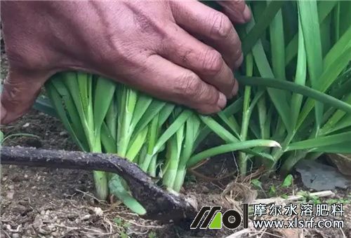 韭菜收割后追肥 韭菜收割后追肥