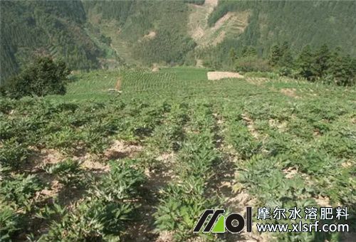 水溶肥適用藥材 水溶肥適用藥材