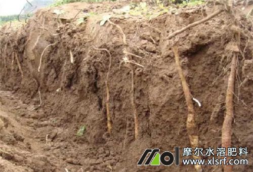 水溶肥適用塊莖類 水溶肥適用塊莖類