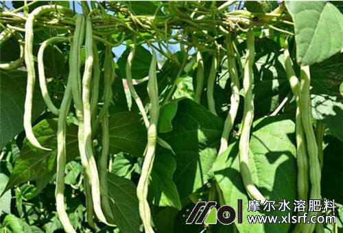 水溶肥適用蔬菜 水溶肥適用蔬菜