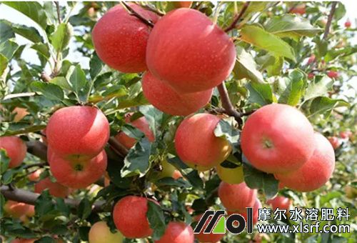 水溶肥適用果樹(shù) 水溶肥適用果樹(shù)