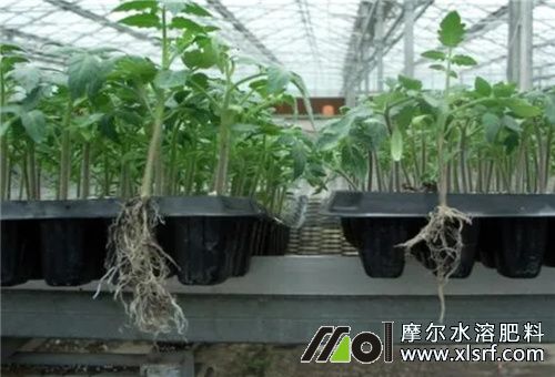 生根壯苗水溶肥種類 生根壯苗水溶肥種類