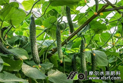 蔬菜水溶肥噴還是灌 蔬菜水溶肥噴還是灌