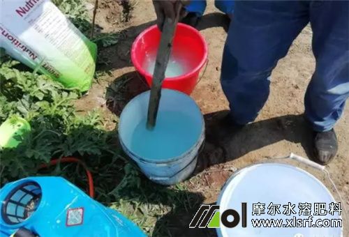 水溶肥施用后是否要澆水 水溶肥施用后是否要澆水