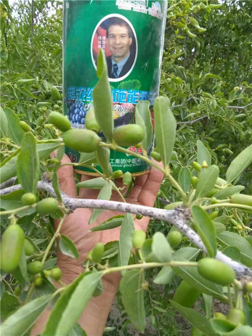 濃縮沖施能量王在大棗上的使用 濃縮沖施能量王在大棗上的使用