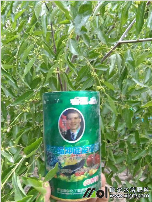 濃縮沖施能量王在大棗上的使用 濃縮沖施能量王在大棗上的使用