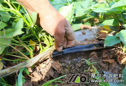 紅薯滴灌水溶肥選擇 紅薯滴灌水溶肥選擇