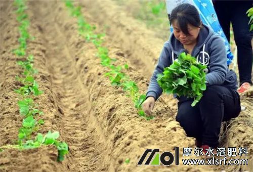 紅薯苗移栽滴灌施肥 紅薯苗移栽滴灌施肥