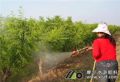 水溶肥噴施 水溶肥噴施