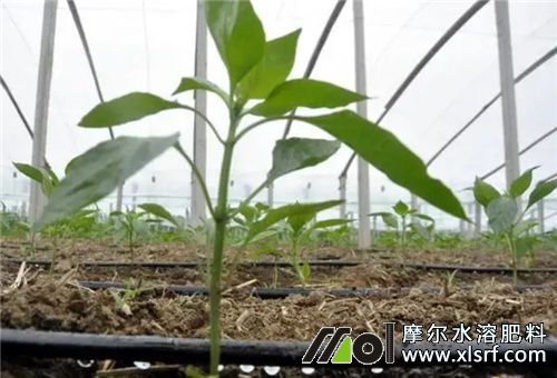 大量元素水溶肥滴灌 大量元素水溶肥滴灌