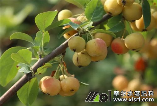 水溶肥適用作物 水溶肥適用作物