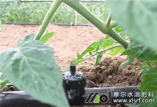 水溶肥滴灌 水溶肥滴灌