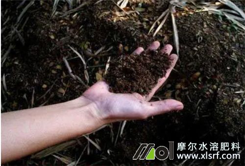 種荔枝施底肥 種荔枝施底肥