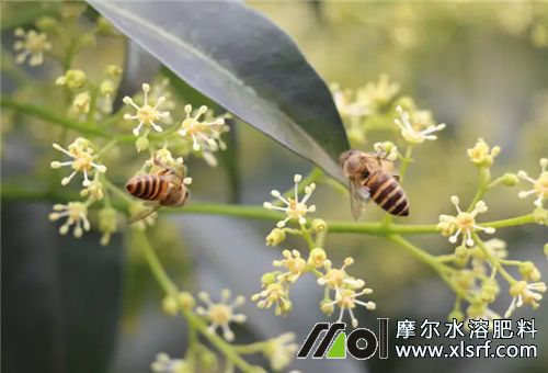 荔枝壯花期施肥 荔枝壯花期施肥