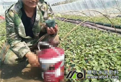 有機(jī)水溶肥沖施 有機(jī)水溶肥沖施