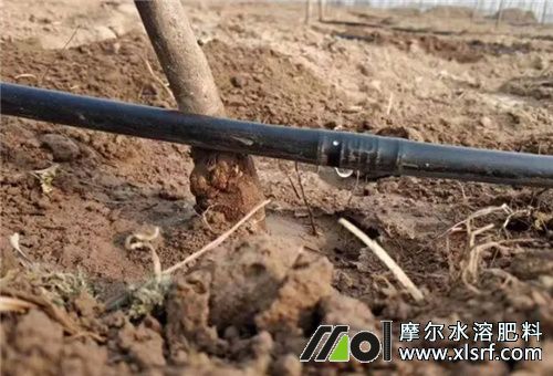 高溫干旱水溶肥用法 高溫干旱水溶肥用法