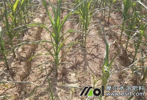 高溫干旱天氣 高溫干旱天氣