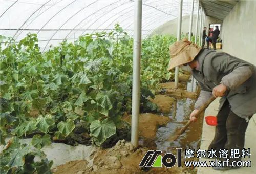 水溶肥高效用法 水溶肥高效用法