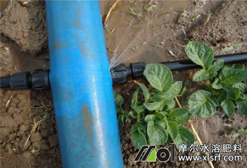 水溶肥使用多久見效 水溶肥使用多久見效