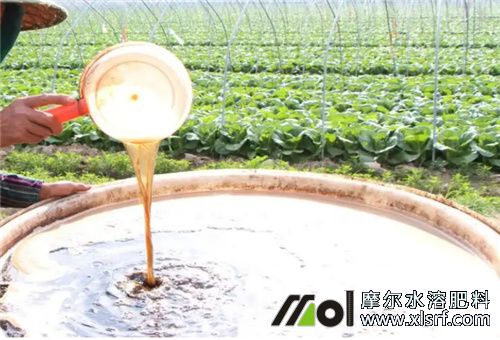 魚蛋白水溶肥施用 魚蛋白水溶肥施用