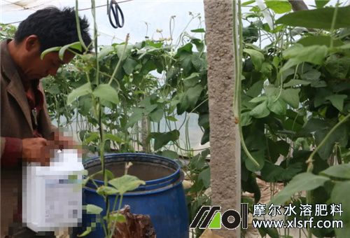 海藻和魚蛋白水溶肥選擇 海藻和魚蛋白水溶肥選擇