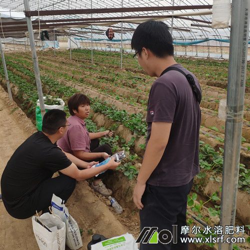 為種植戶介紹新型草莓肥料 為種植戶介紹新型草莓肥料