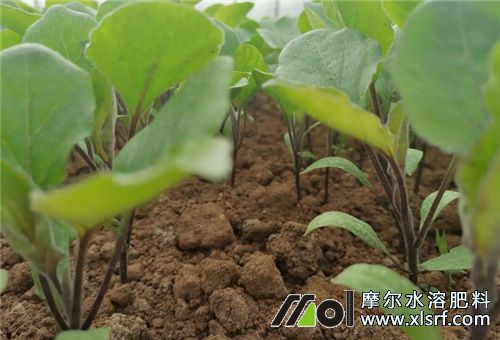 高產(chǎn)茄子苗期管理 高產(chǎn)茄子苗期管理