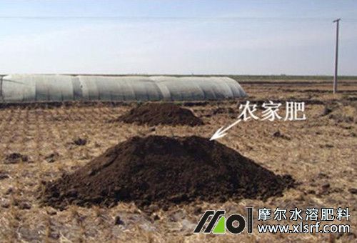 高產(chǎn)茄子施基肥 高產(chǎn)茄子施基肥