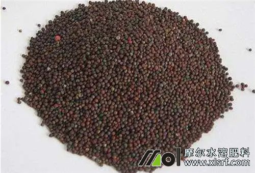 高產(chǎn)茄子種子 高產(chǎn)茄子種子