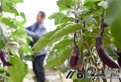 大棚茄子高產(chǎn)施肥 大棚茄子高產(chǎn)施肥