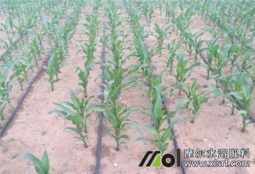 玉米使用水溶肥時間 玉米使用水溶肥時間