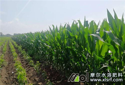 玉米田用水溶肥高產(chǎn) 玉米田用水溶肥高產(chǎn)