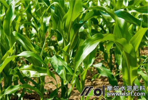 玉米田用水溶肥高產(chǎn) 玉米田用水溶肥高產(chǎn)