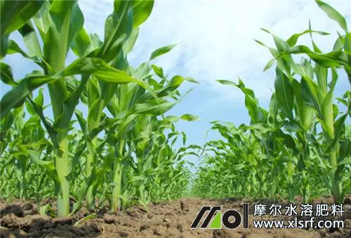 玉米田用水溶肥高產(chǎn) 玉米田用水溶肥高產(chǎn)