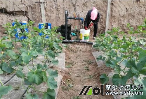 大棚甜瓜施肥 大棚甜瓜施肥