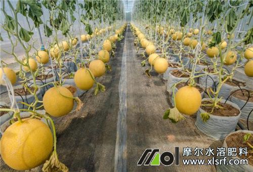 大棚種植甜瓜 大棚種植甜瓜
