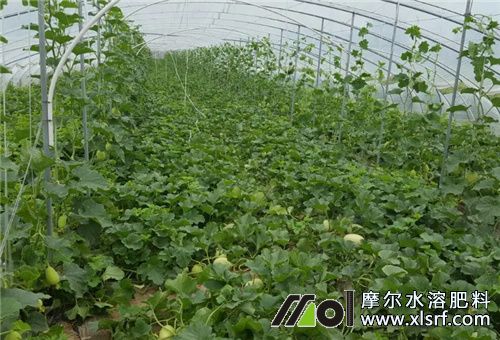 甜瓜種植大棚 甜瓜種植大棚