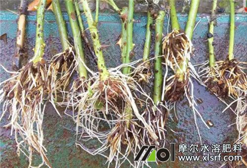 生根肥料使用效果 生根肥料使用效果