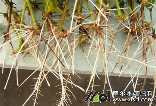 生根肥料使用效果 生根肥料使用效果