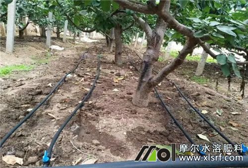 果園滴灌水溶肥 果園滴灌水溶肥