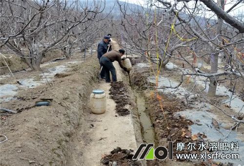 果園施底肥 果園施底肥