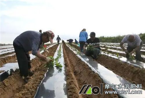紅薯行壟種植密度 紅薯行壟種植密度