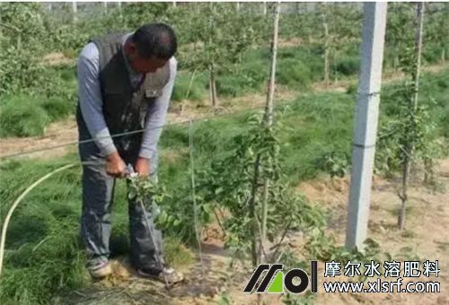 硝態(tài)氮肥特點 硝態(tài)氮肥特點
