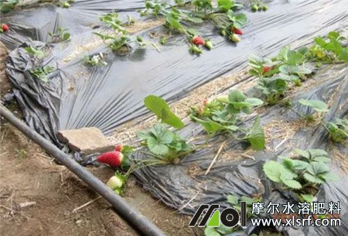 草莓滴灌施肥 草莓滴灌施肥