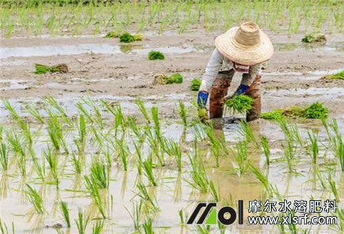 水稻插秧注意事項(xiàng) 水稻插秧注意事項(xiàng)