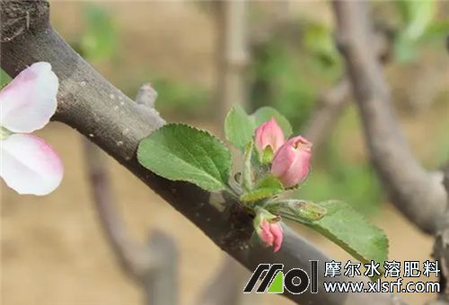 水溶肥使用時期 水溶肥使用時期