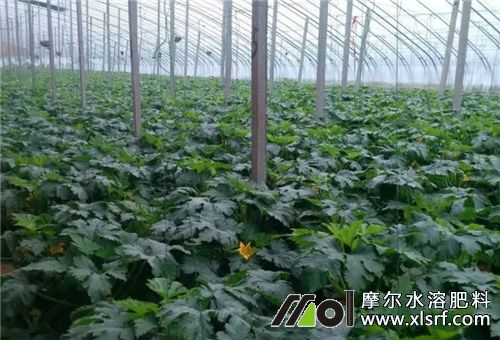 西葫蘆水肥施肥原則 西葫蘆水肥施肥原則